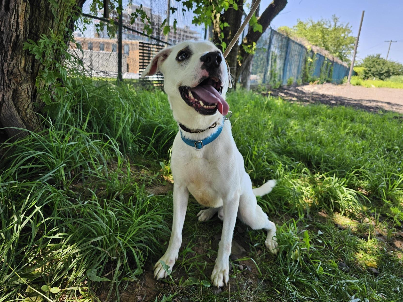 Enlarge Horchata, a Adoptable mixed breed in Jersey city, NJ image 1/3