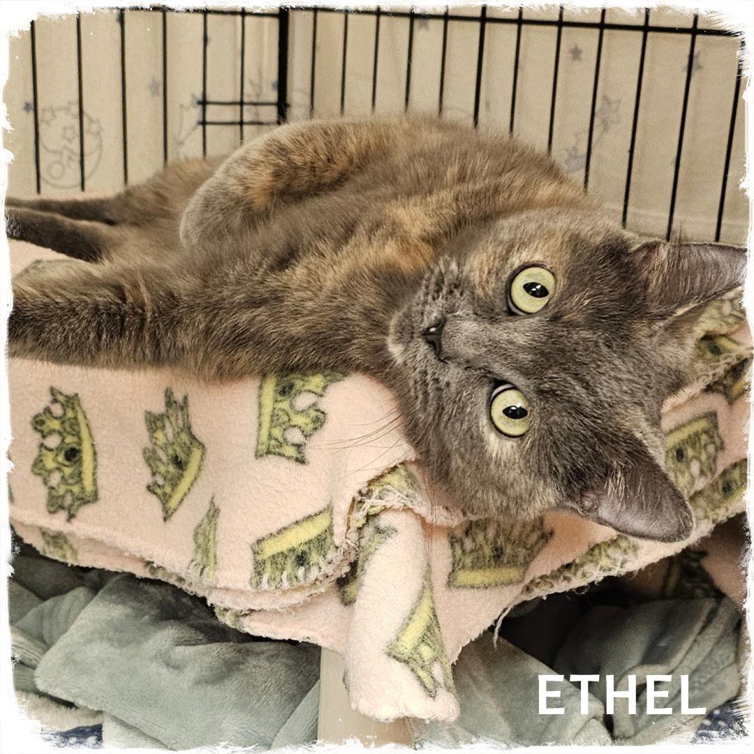 Enlarge Ethel, a Adoptable Tortoiseshell in Whiting, IN image 1/1