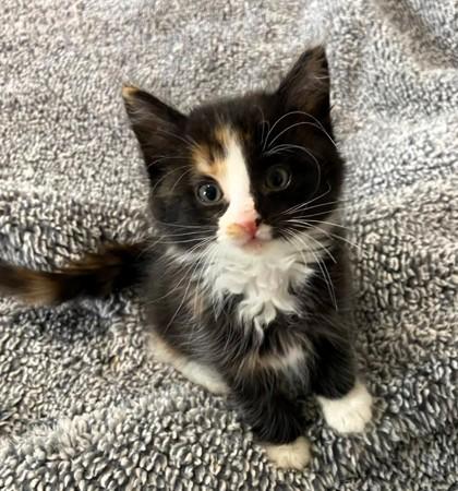 Isabelle, Adopted, Kitten Female Domestic Medium Hair.