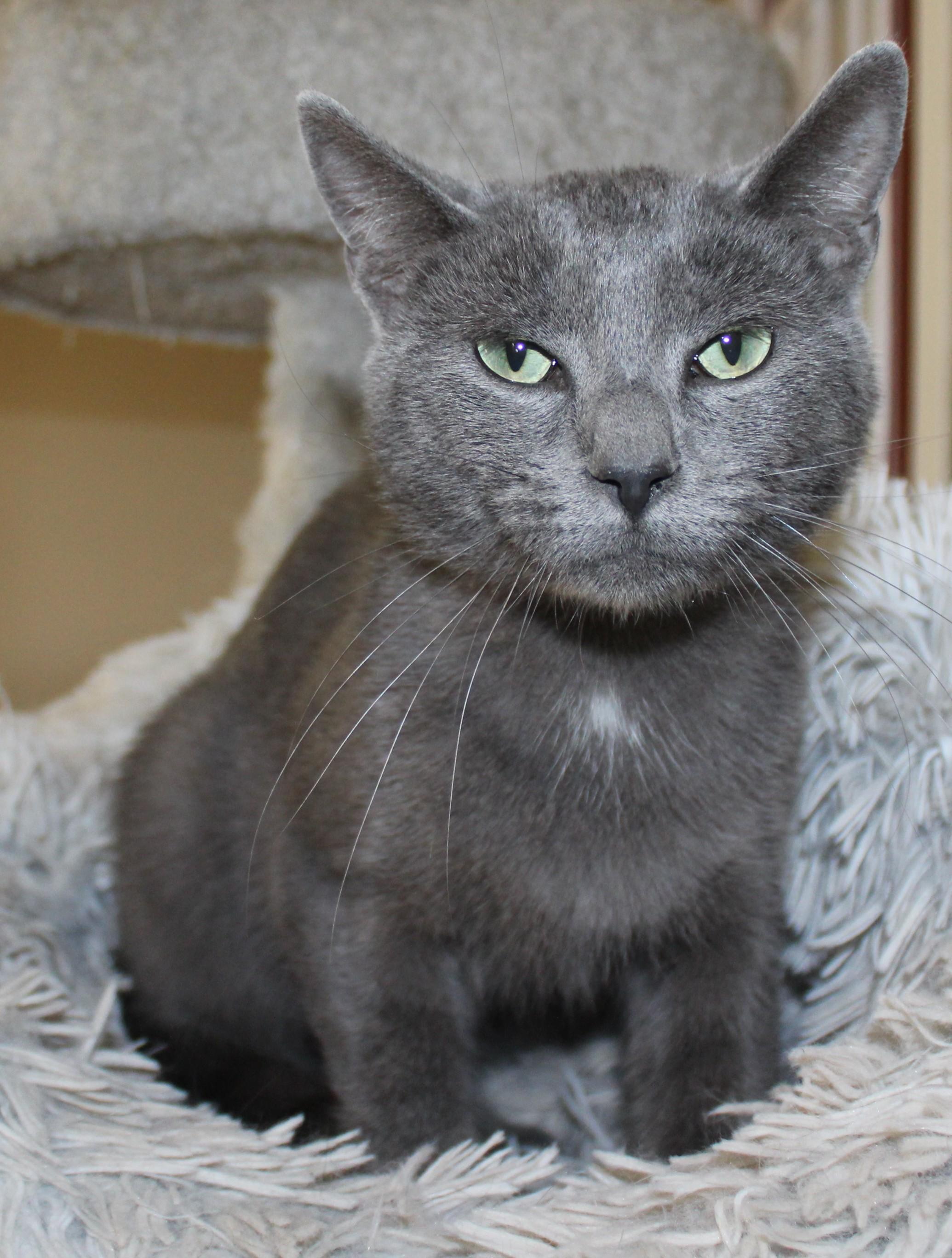 Enlarge Odie, a Adoptable mixed breed in Huron, SD image 2/4