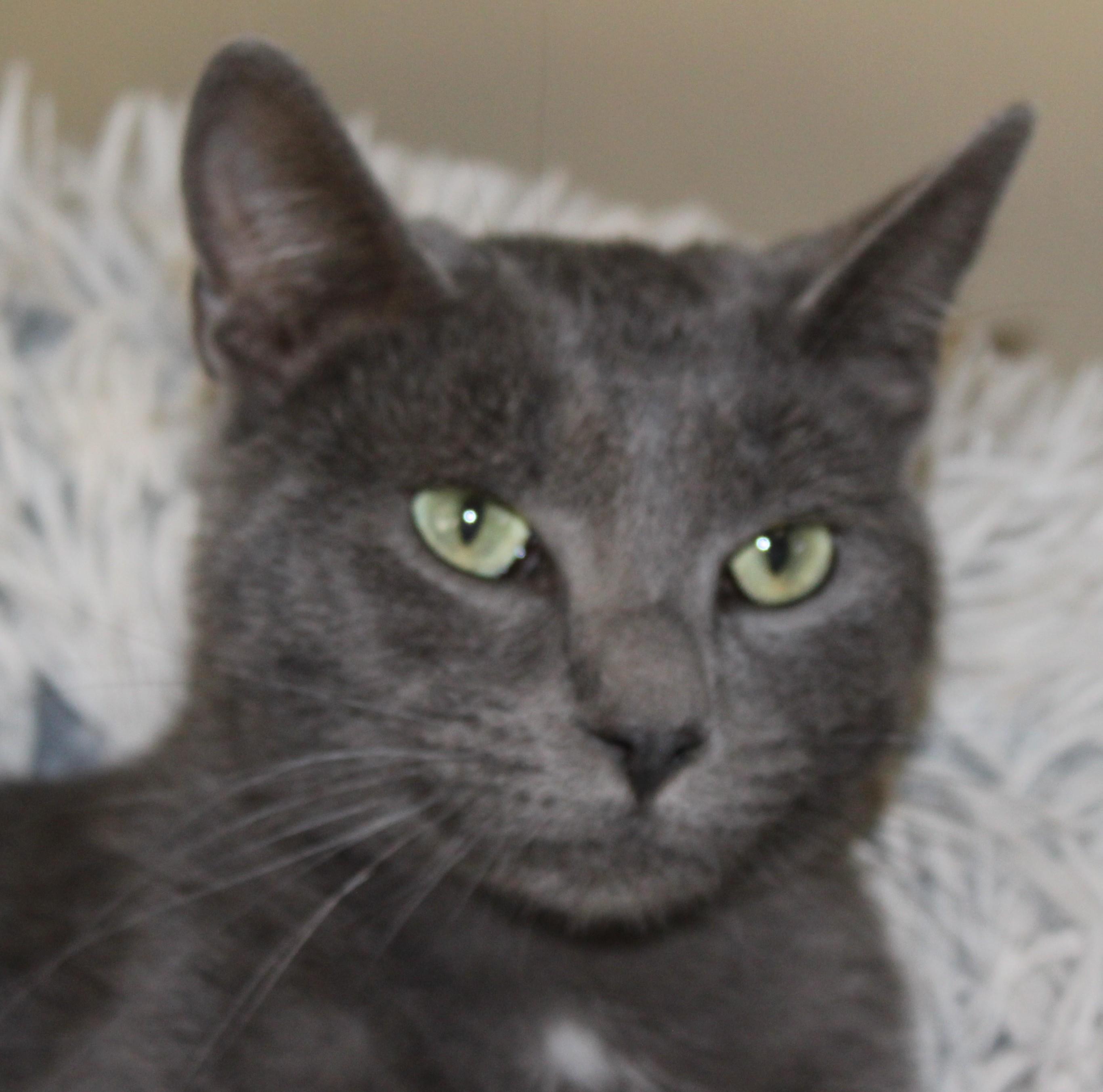 Enlarge Odie, a Adoptable mixed breed in Huron, SD image 3/4