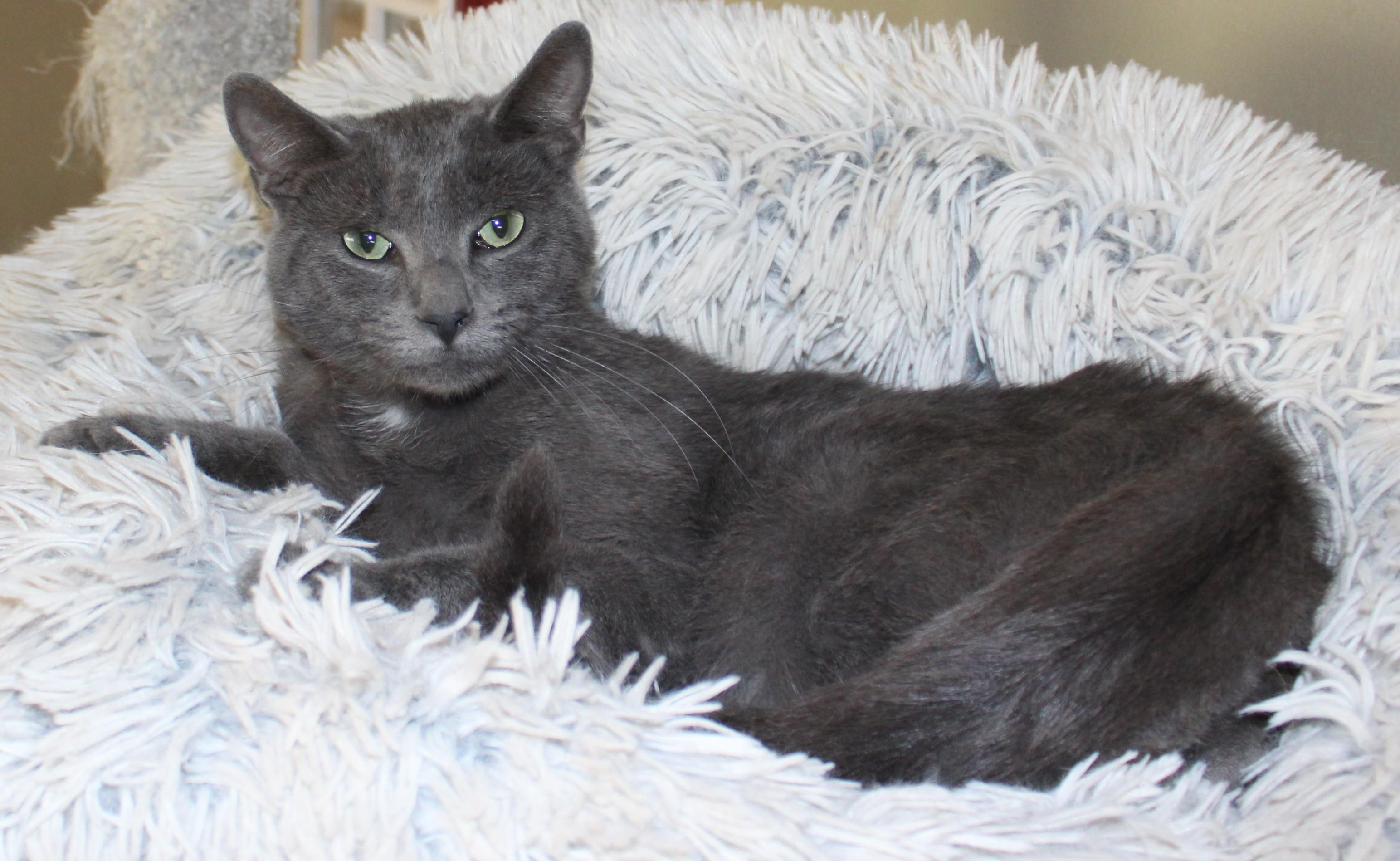 Enlarge Odie, a Adoptable mixed breed in Huron, SD image 4/4