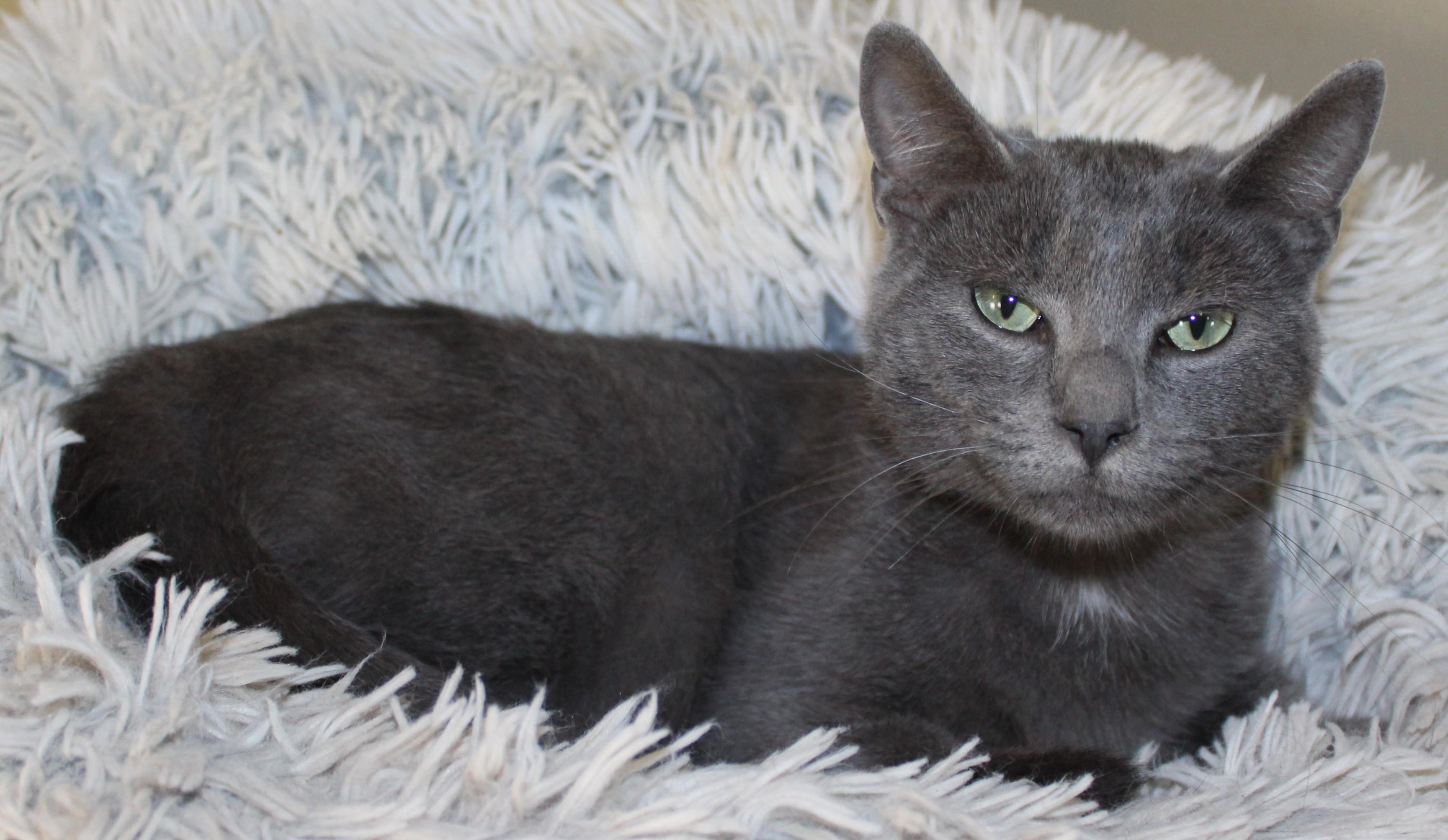 Enlarge Odie, a Adoptable mixed breed in Huron, SD image 1/4