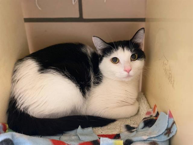 Enlarge STELLA, a Adoptable Domestic Short Hair in Fort Wayne, IN image 1/1