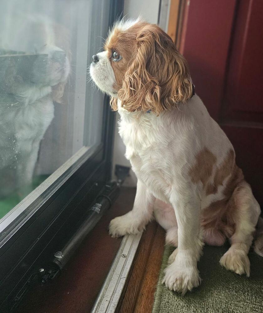 Gus, a Adoptable Cavalier King Charles Spaniel in New Albany, OH image 1/4