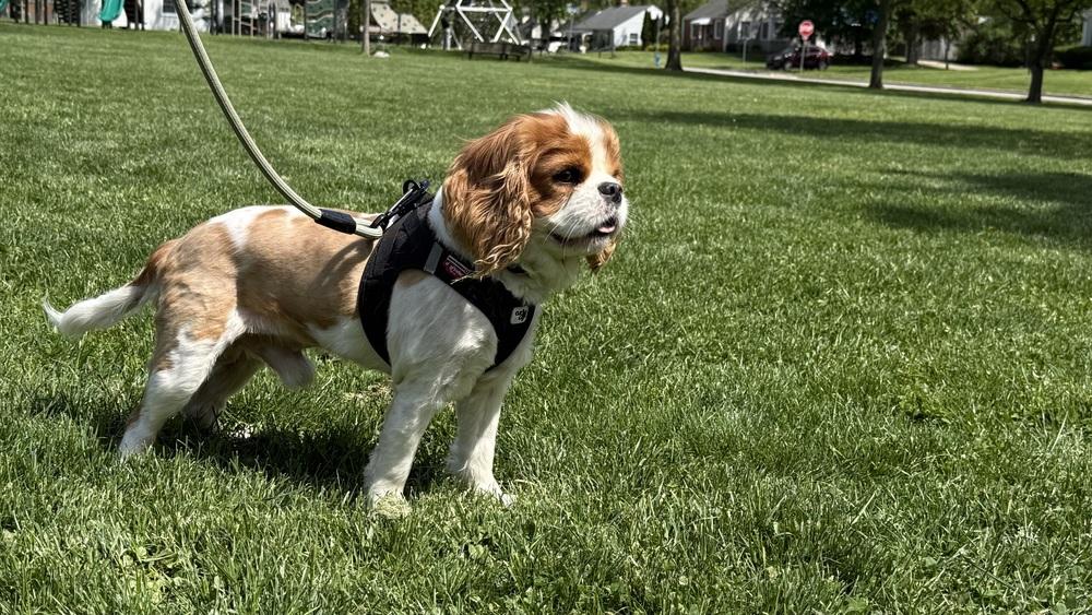 Gus, a Adoptable Cavalier King Charles Spaniel in New Albany, OH image 2/4
