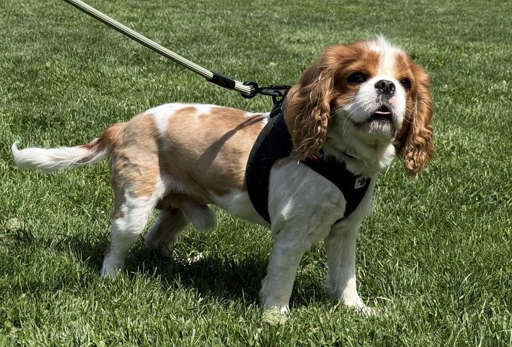 Gus, a Adoptable Cavalier King Charles Spaniel in New Albany, OH image 3/4