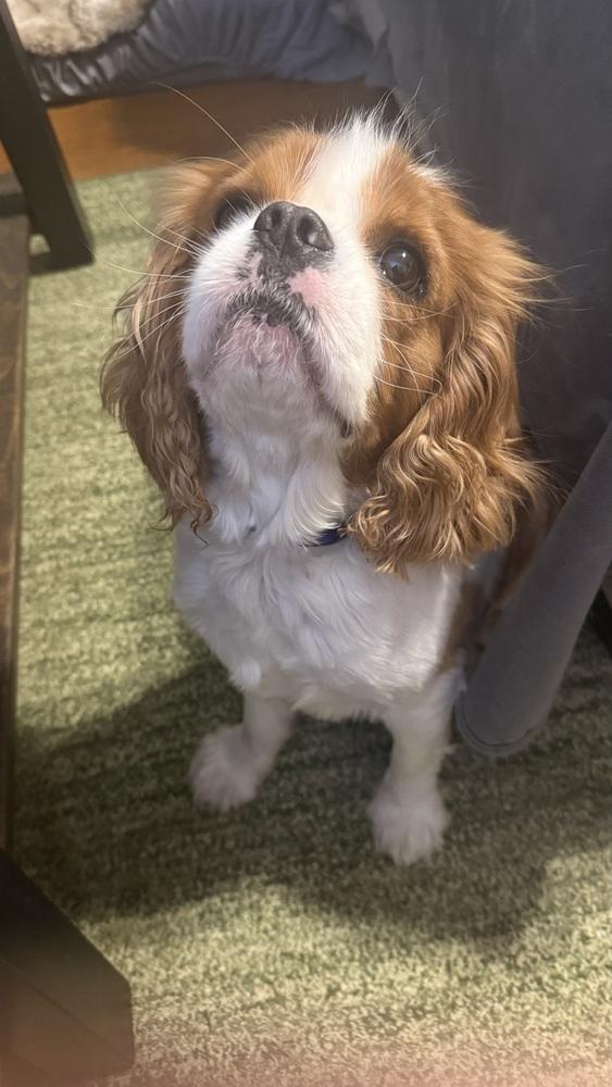 Gus, a Adoptable Cavalier King Charles Spaniel in New Albany, OH image 4/4