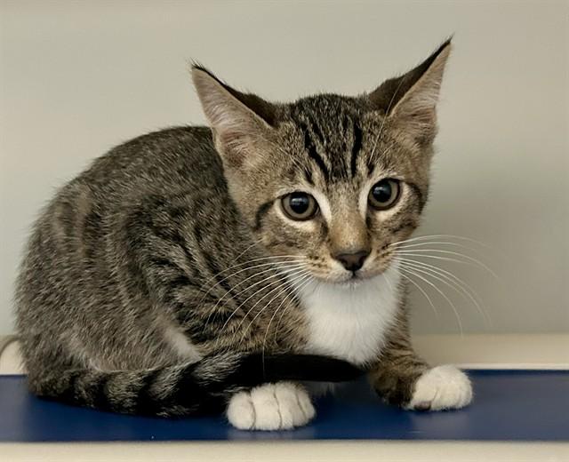 Enlarge MILO, a Adoptable Domestic Short Hair in Salinas, CA image 1/1