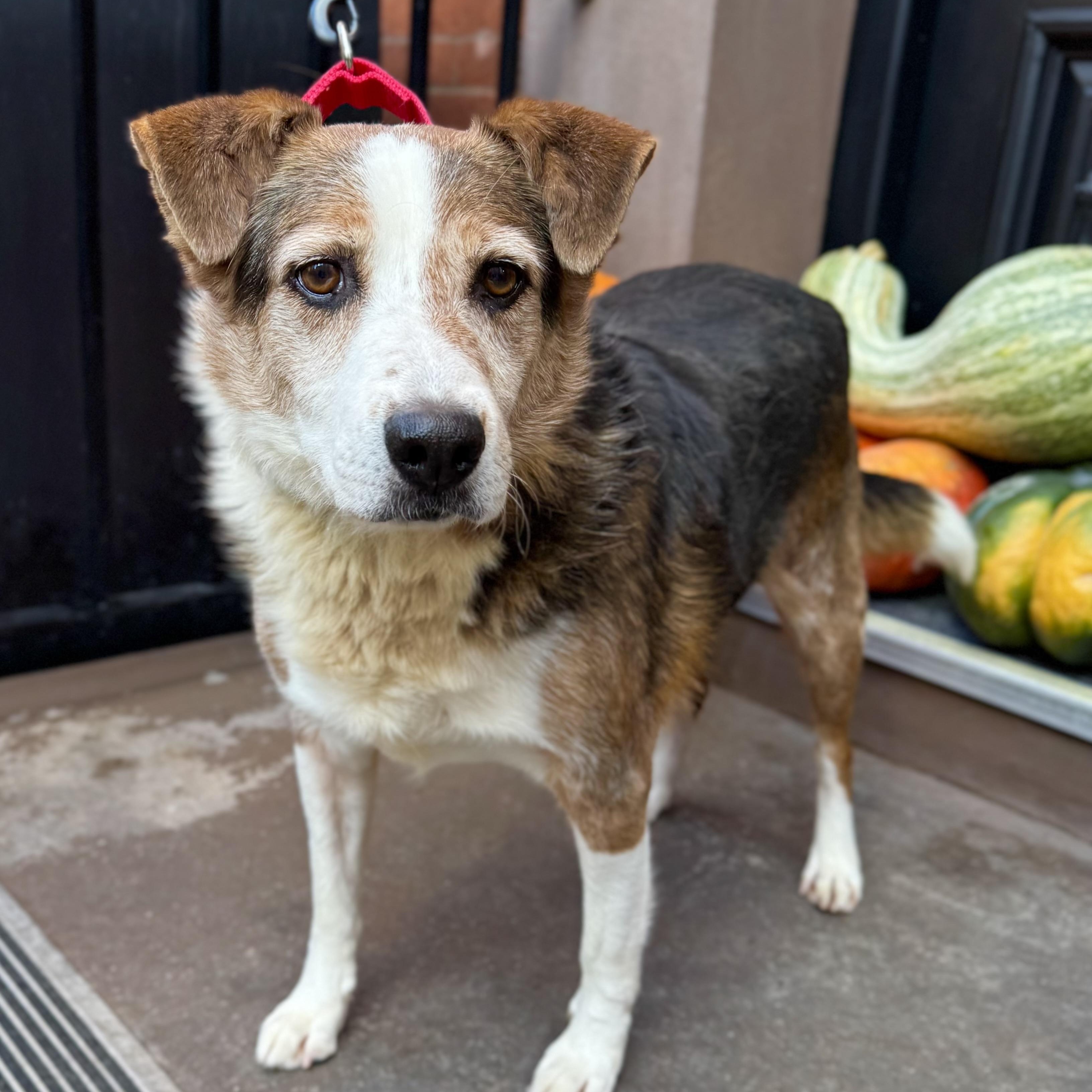 Derry, a Adoptable mixed breed in Woodstock, NY image 5/6