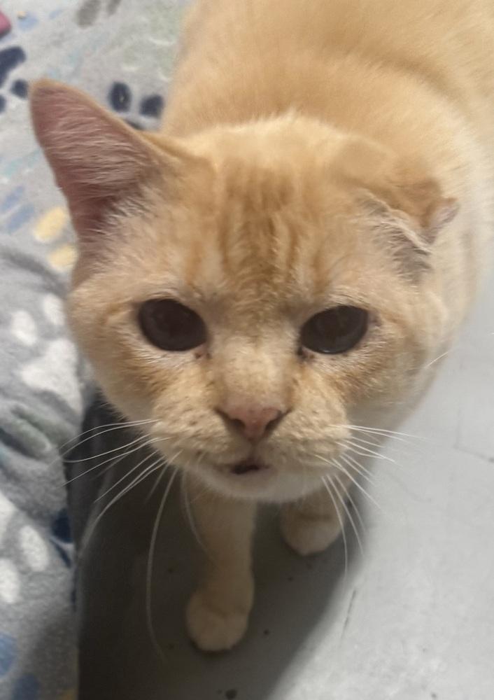 Wexler, Adoptable, Adult Male Siamese.