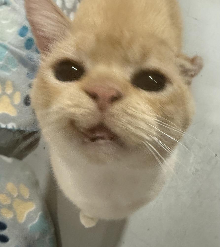 Enlarge Wexler, a Adoptable mixed breed in Jackson, GA image 2/3