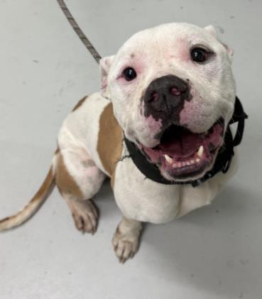 Dalton, Adoptable, Adult Male Mixed Breed & Mixed Breed.