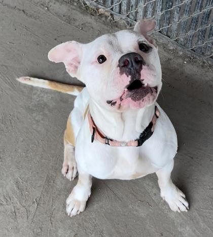 Dalton, a Adoptable mixed breed in Savannah, GA image 2/2