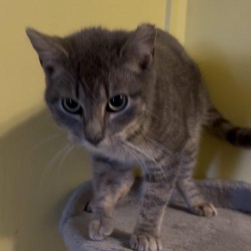 Enlarge Lily, a Adoptable Domestic Short Hair in Kirksville, MO image 1/5