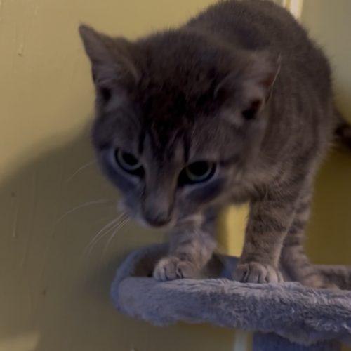 Enlarge Lily, a Adoptable Domestic Short Hair in Kirksville, MO image 5/5