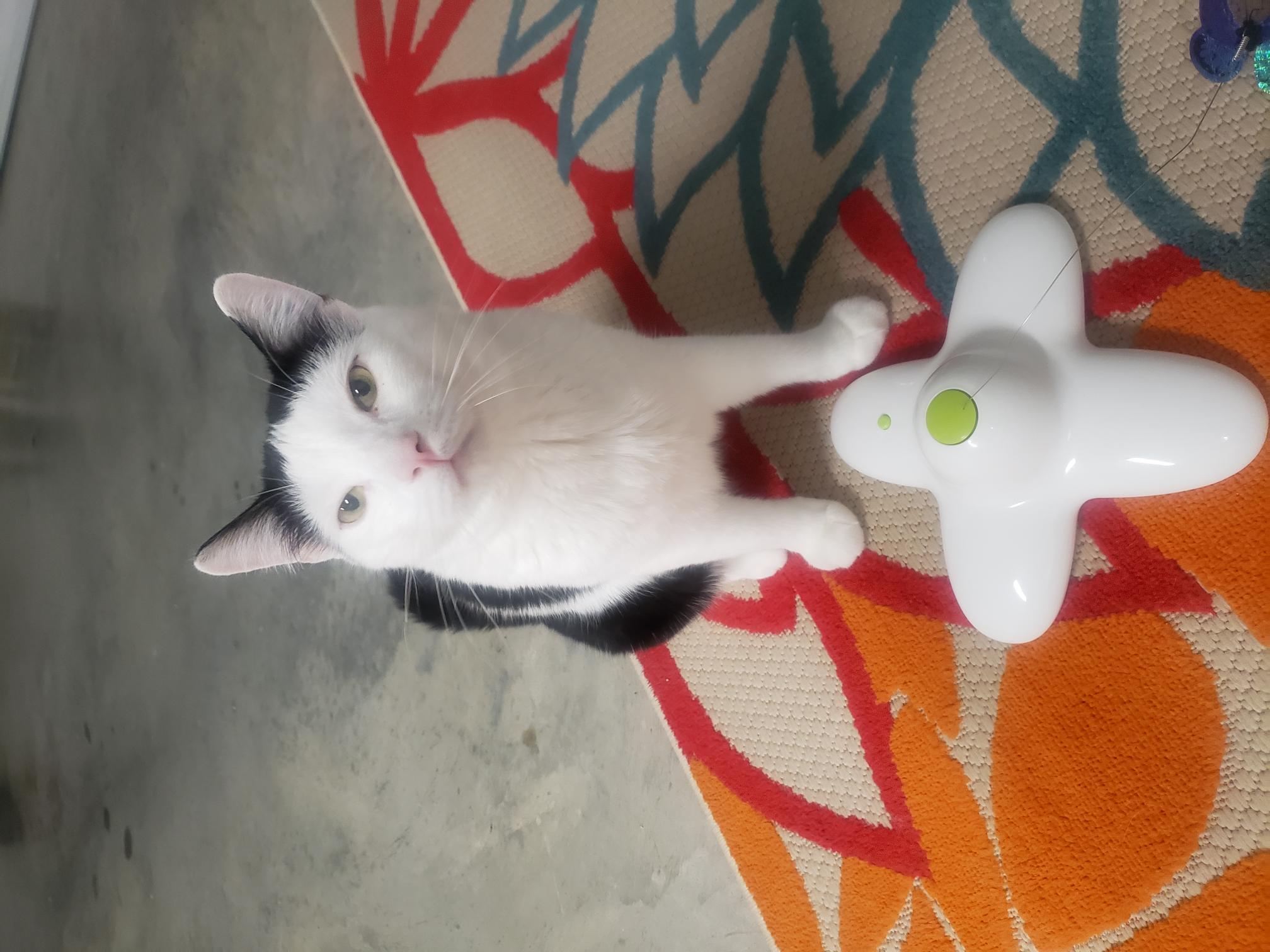 Niko, a Adoptable Domestic Short Hair in Little River, SC image 5/5