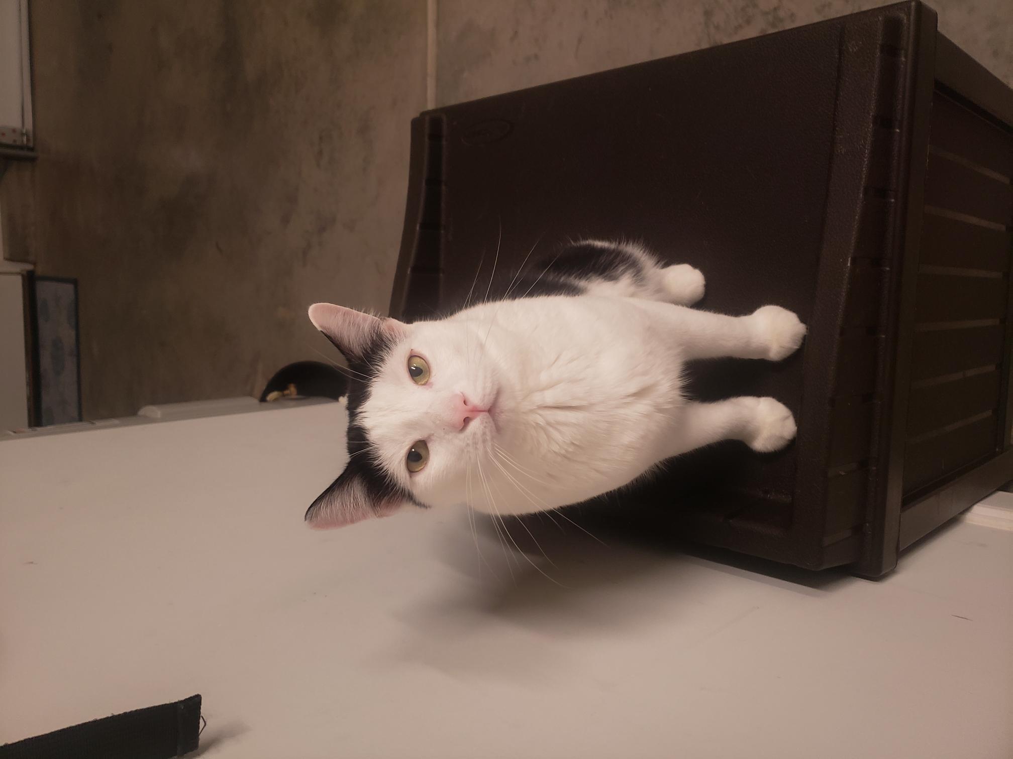 Niko, a Adoptable Domestic Short Hair in Little River, SC image 3/5