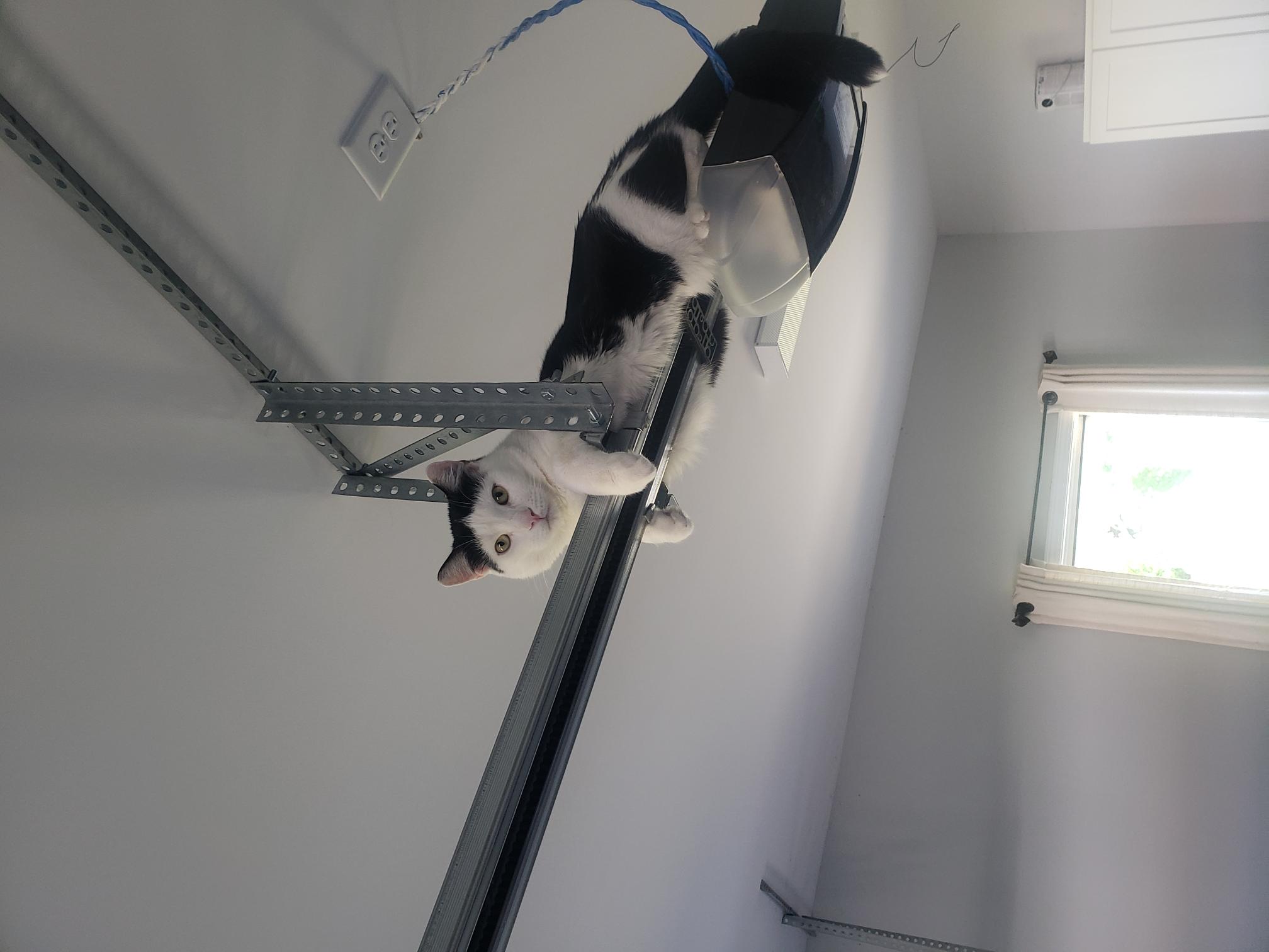 Niko, a Adoptable Domestic Short Hair in Little River, SC image 2/5