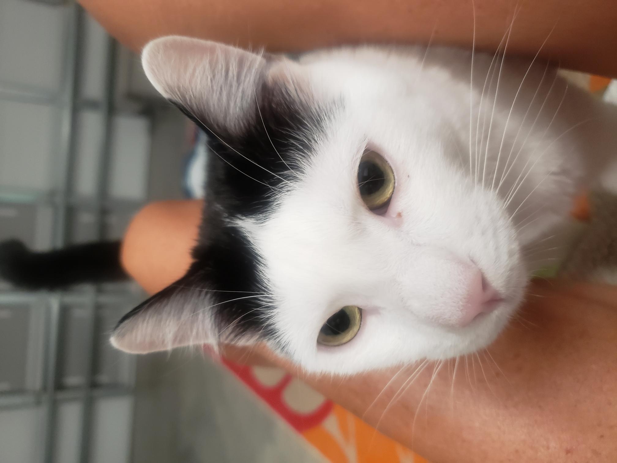 Niko, a Adoptable Domestic Short Hair in Little River, SC image 4/5