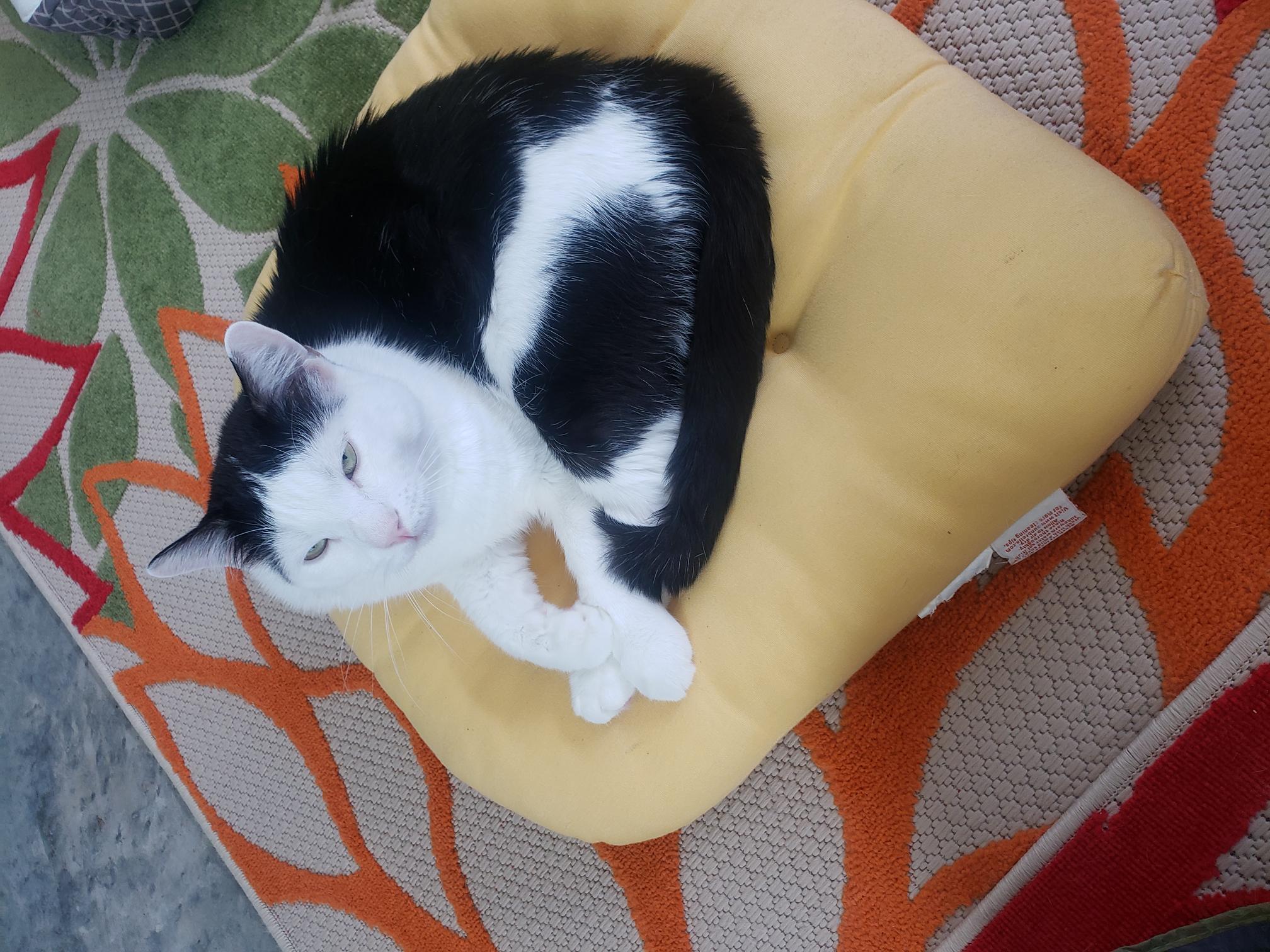 Niko, a Adoptable Domestic Short Hair in Little River, SC image 1/5