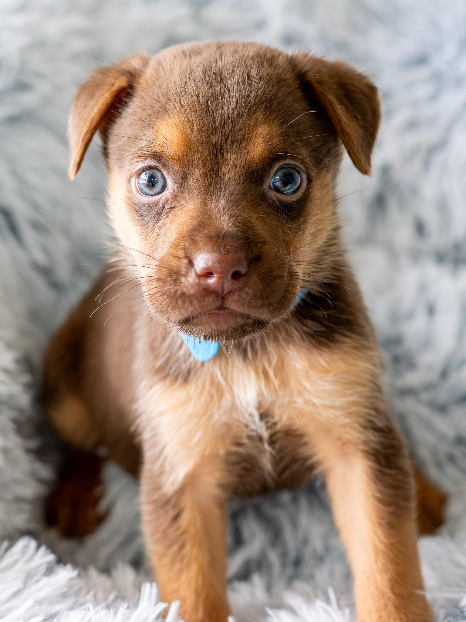MILO, Adopted, Puppy Male Rottweiler & Labrador Retriever.