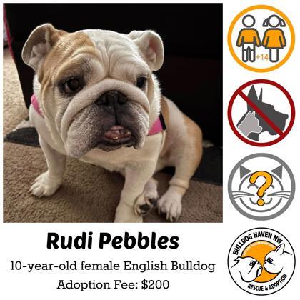 RUDI PEBBLES, ADOPTABLE, Senior Female English Bulldog.