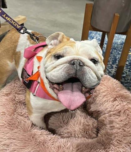 RUDI PEBBLES, a ADOPTABLE English Bulldog in Bonney Lake, WA image 2/3