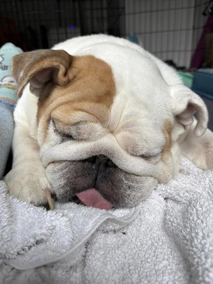 RUDI PEBBLES, a ADOPTABLE English Bulldog in Bonney Lake, WA image 3/3