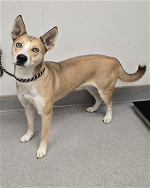 COCO, Adoptable, Adult Female German Shepherd Dog & Siberian Husky.