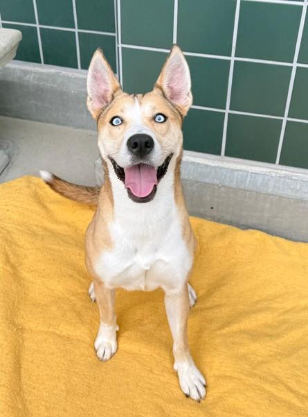 COCO, Adoptable, Adult Female German Shepherd Dog & Siberian Husky.