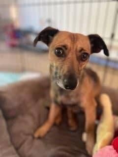 Oscar, Adoptable, Adult Male Dachshund.