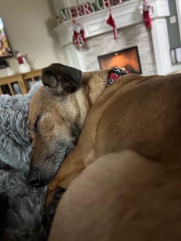 Enlarge Oscar, a Adoptable mixed breed in Claremont, CA image 1/5