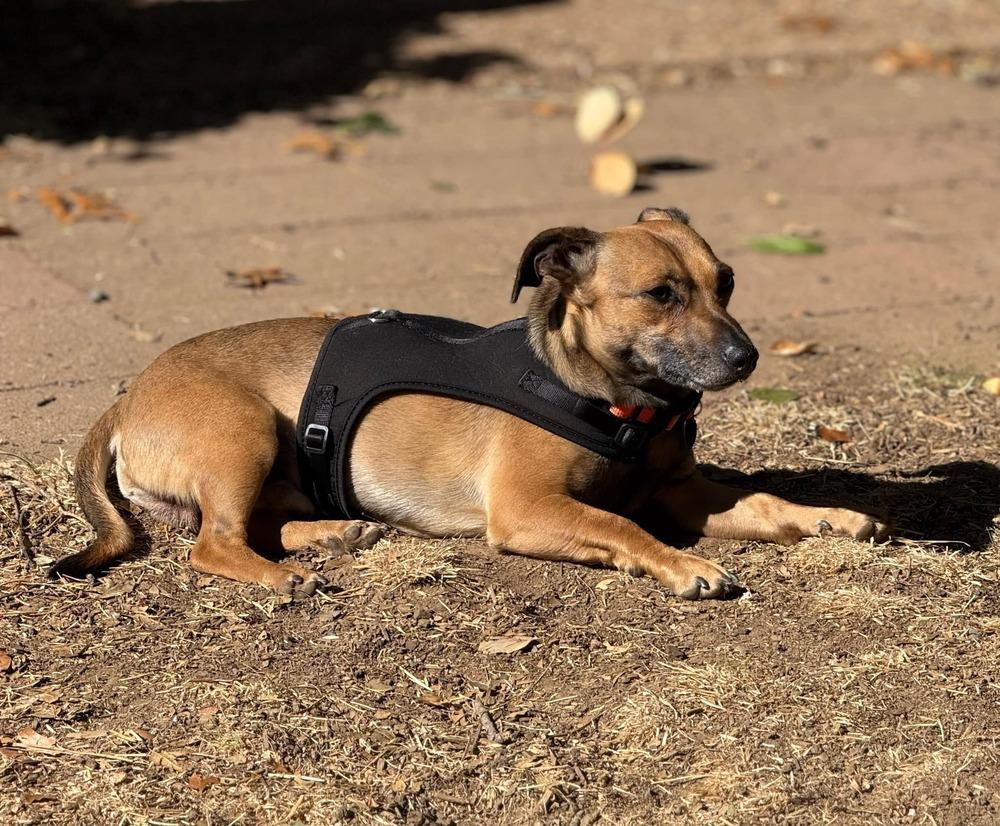 Enlarge Oscar, a Adoptable mixed breed in Claremont, CA image 4/6