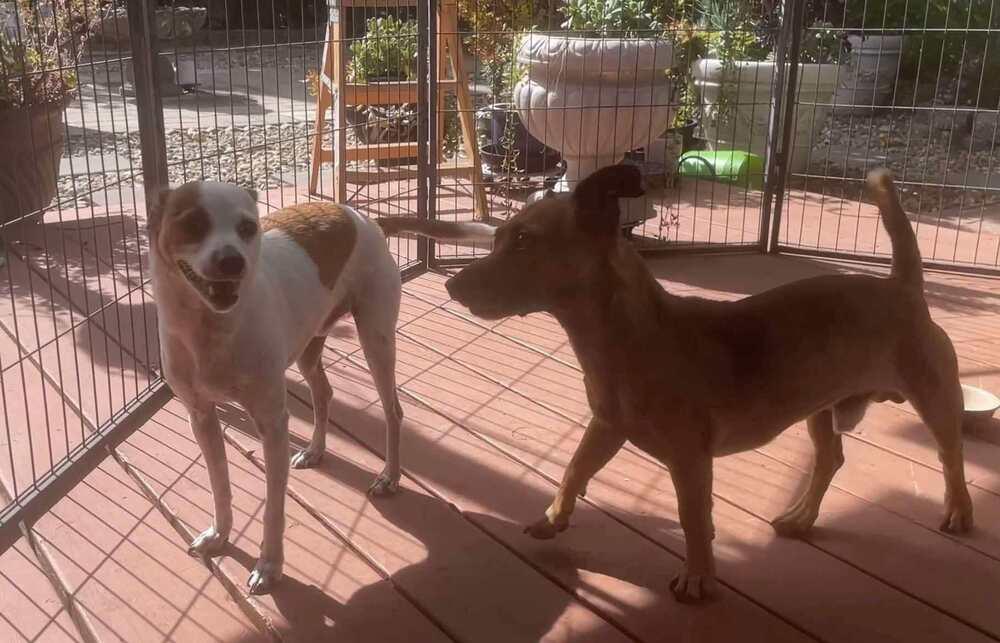 Enlarge Oscar, a Adoptable mixed breed in Claremont, CA image 5/6