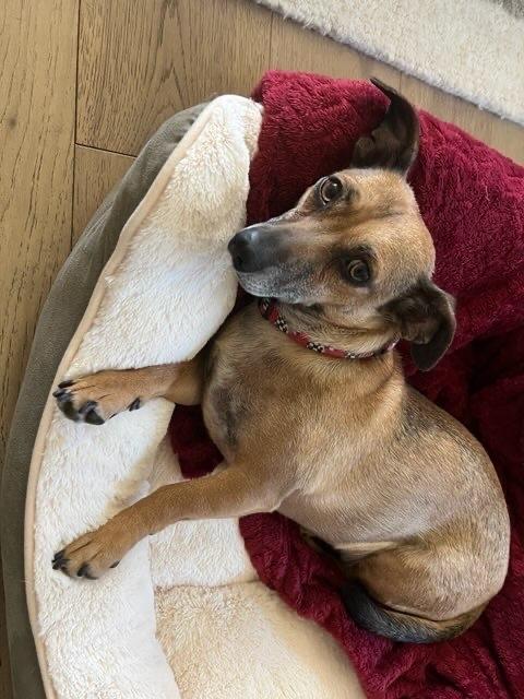 Enlarge Oscar, a Adoptable mixed breed in Claremont, CA image 2/5