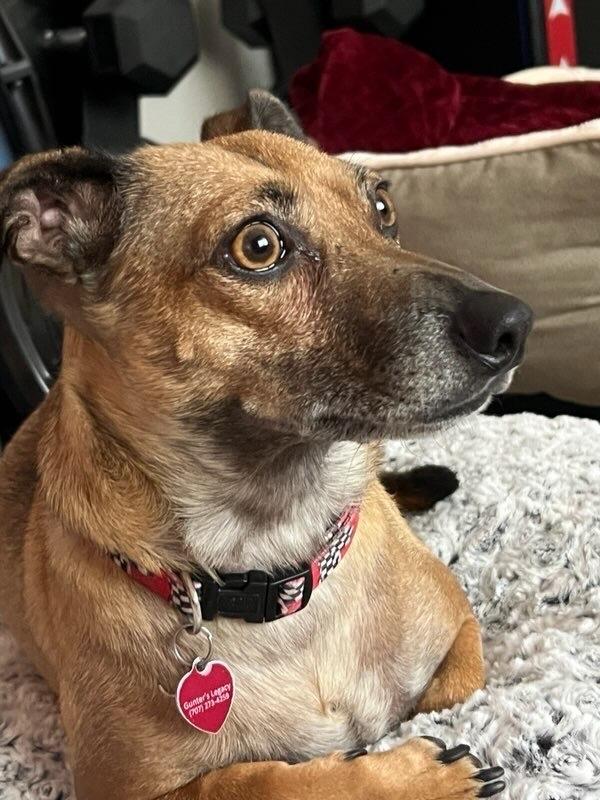 Enlarge Oscar, a Adoptable mixed breed in Claremont, CA image 3/5