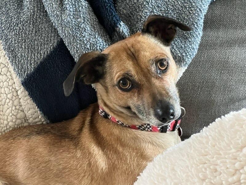 Enlarge Oscar, a Adoptable mixed breed in Claremont, CA image 4/5