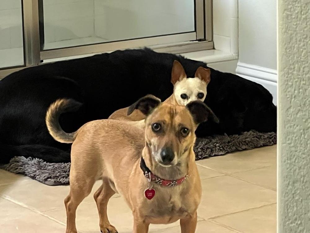 Enlarge Oscar, a Adoptable mixed breed in Claremont, CA image 5/5