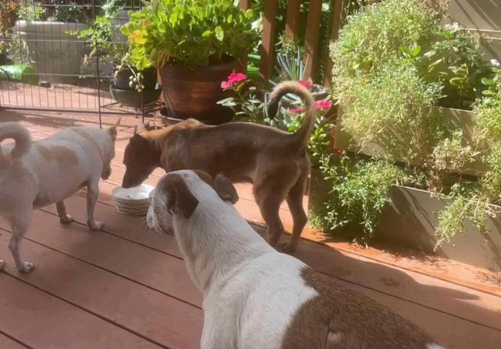 Enlarge Oscar, a Adoptable mixed breed in Claremont, CA image 6/6