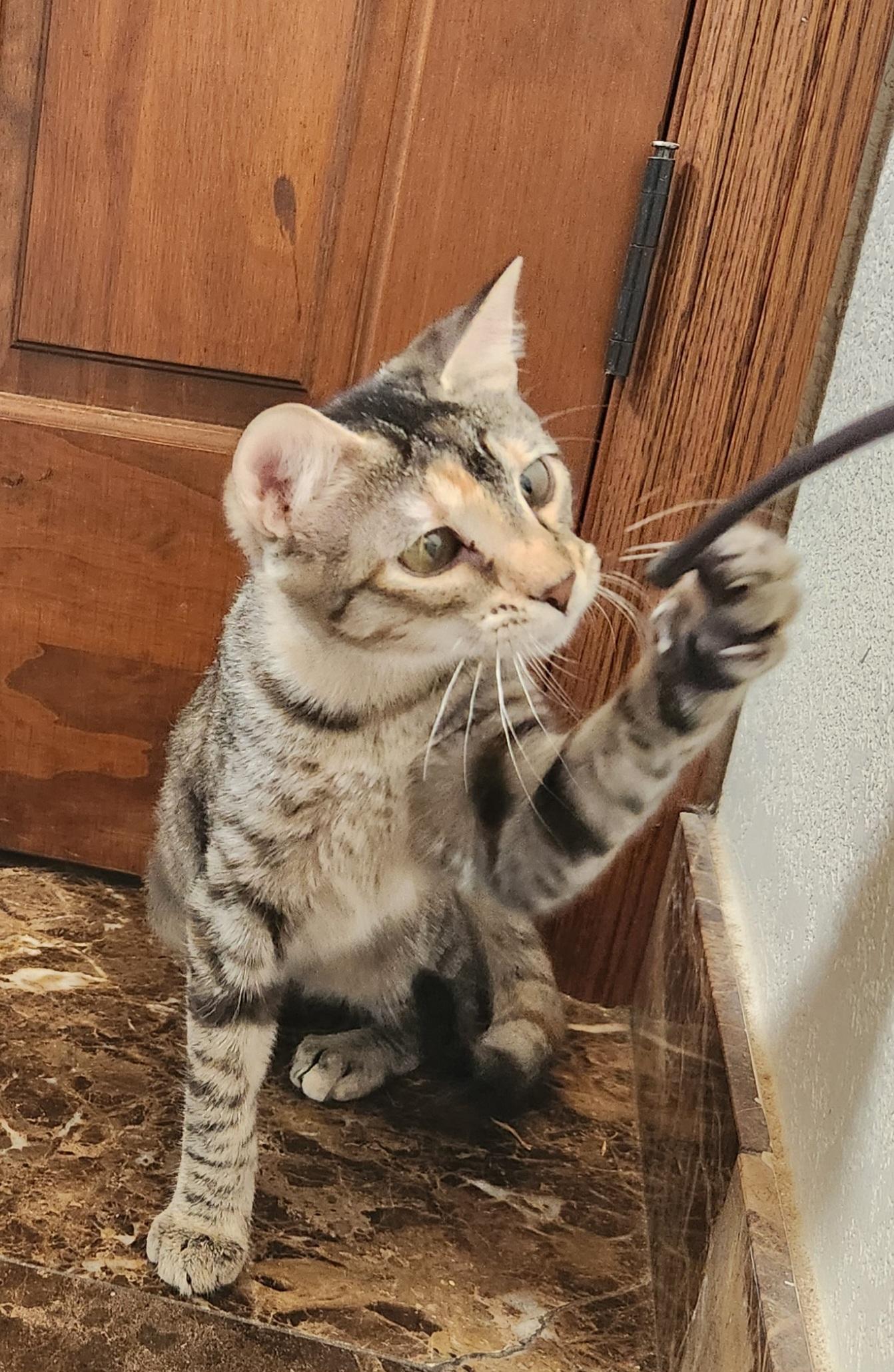 Lilly, a ADOPTABLE Domestic Short Hair in Oklahoma City, OK image 3/5