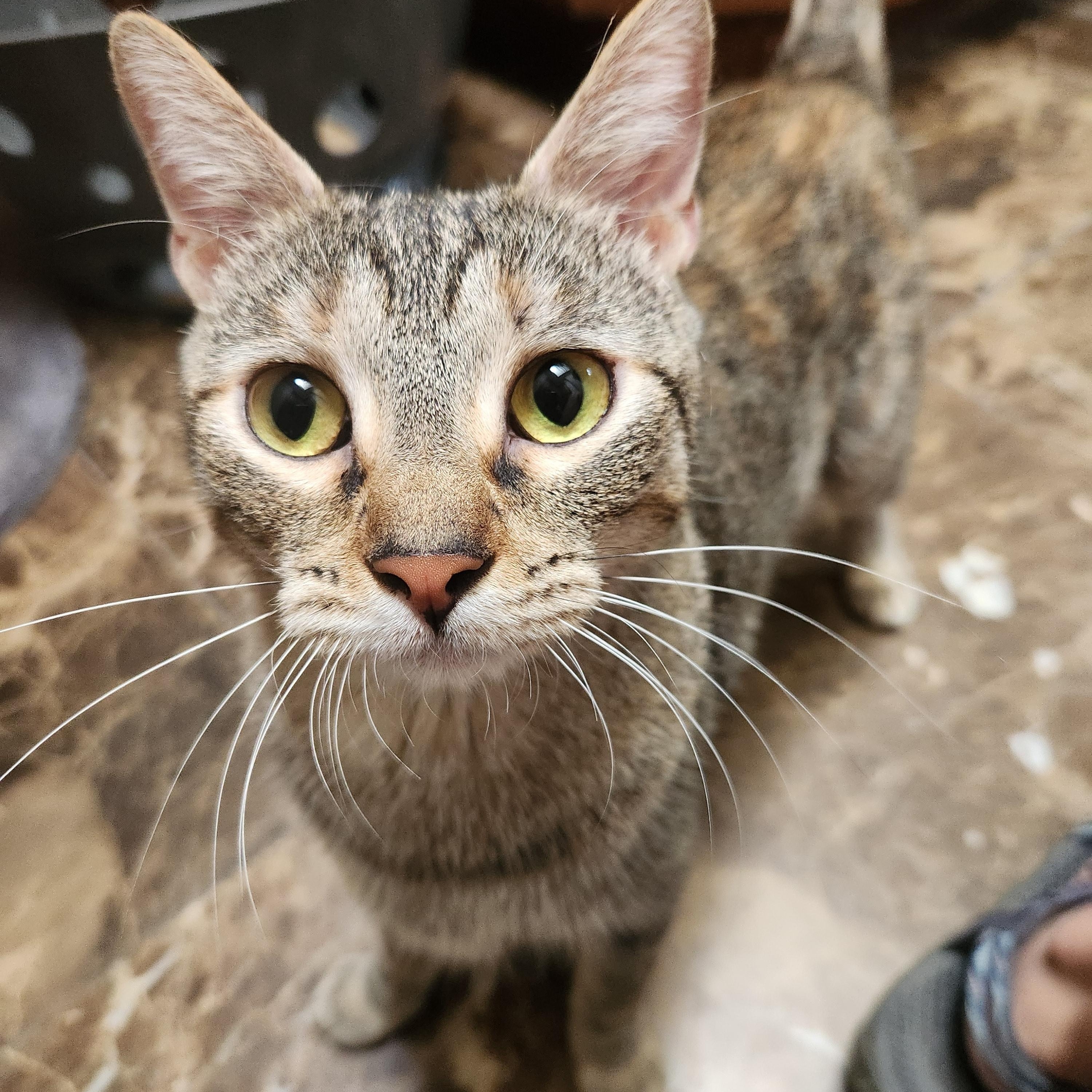 Lilly, a ADOPTABLE Domestic Short Hair in Oklahoma City, OK image 1/5