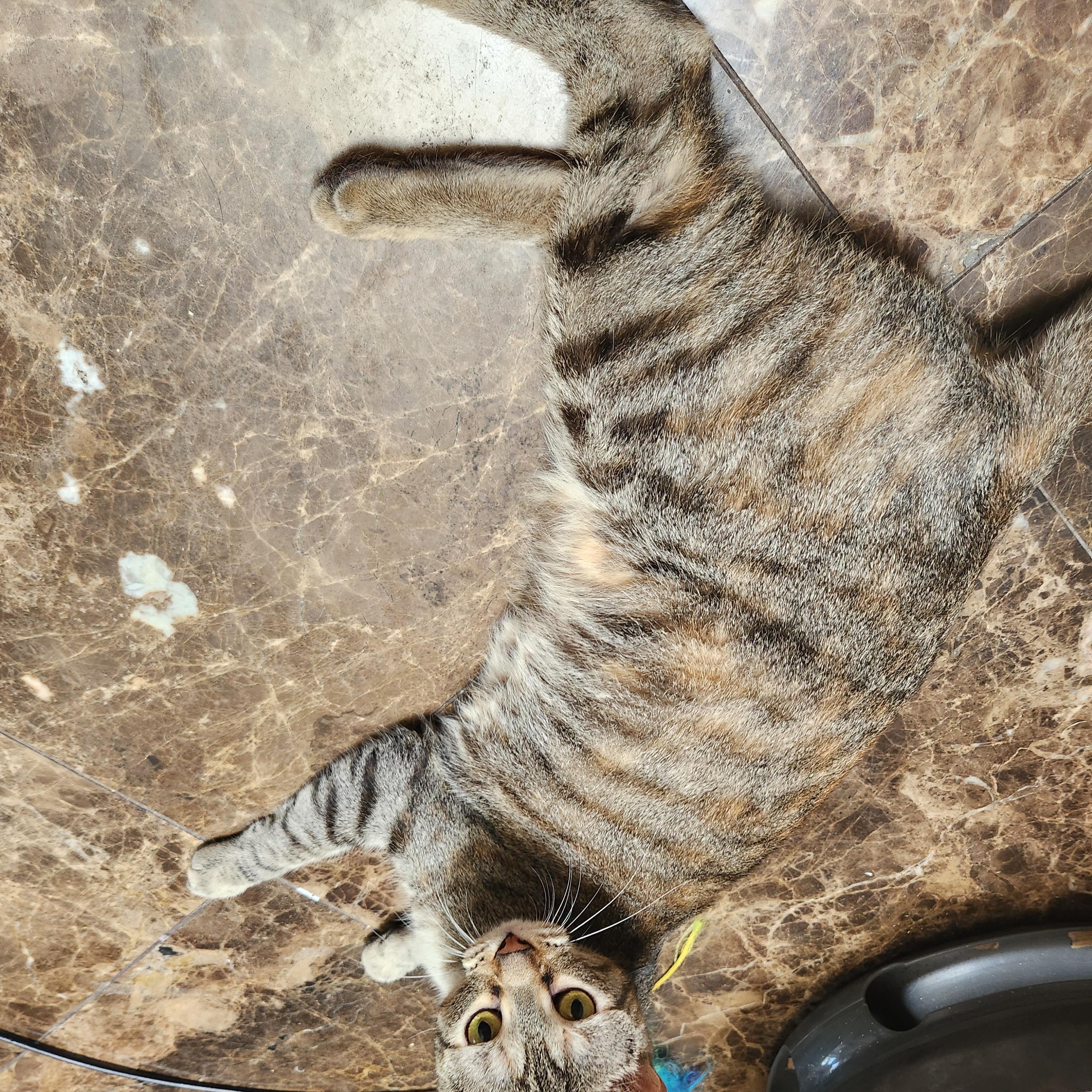 Lilly, a ADOPTABLE Domestic Short Hair in Oklahoma City, OK image 4/5