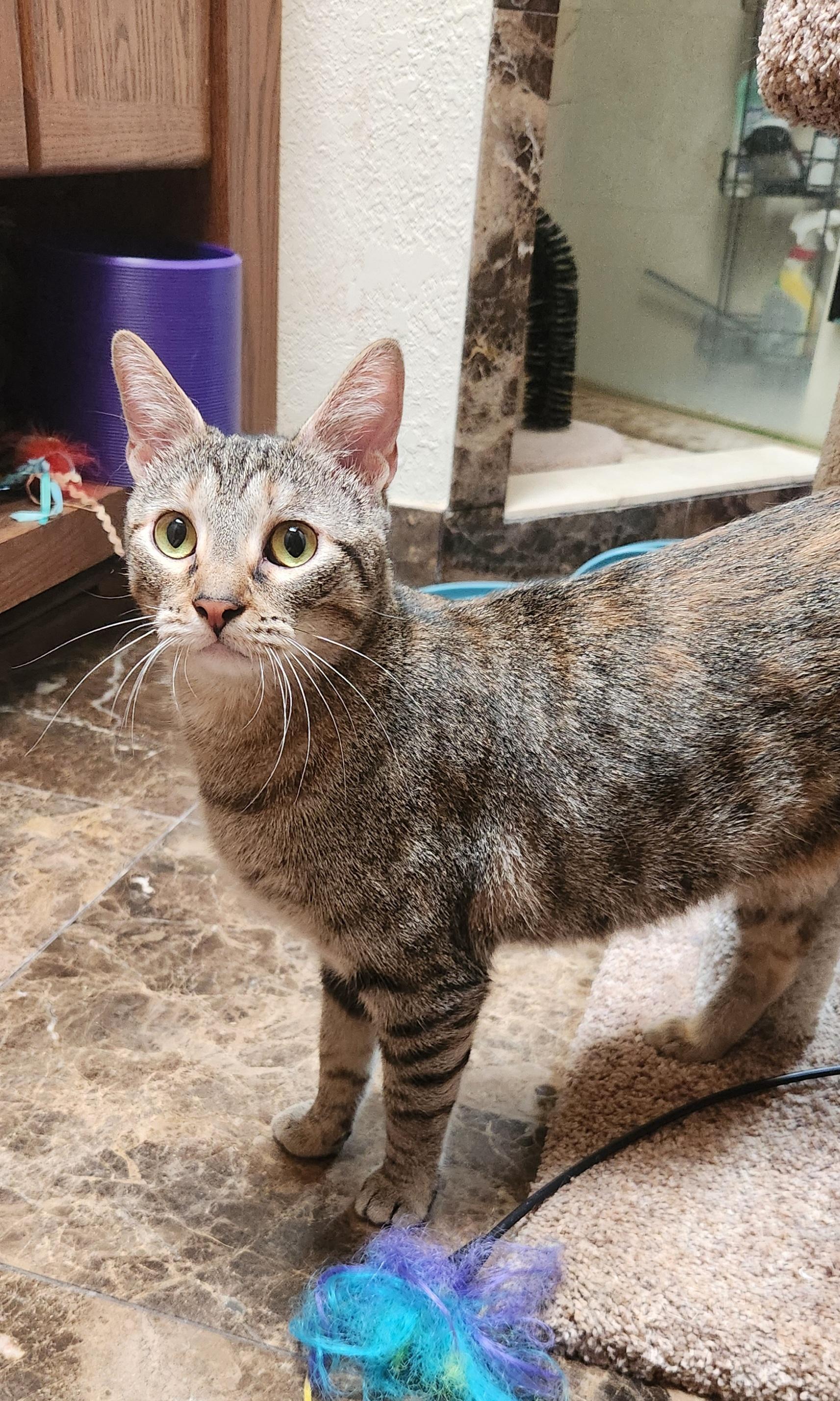 Lilly, a ADOPTABLE Domestic Short Hair in Oklahoma City, OK image 2/5