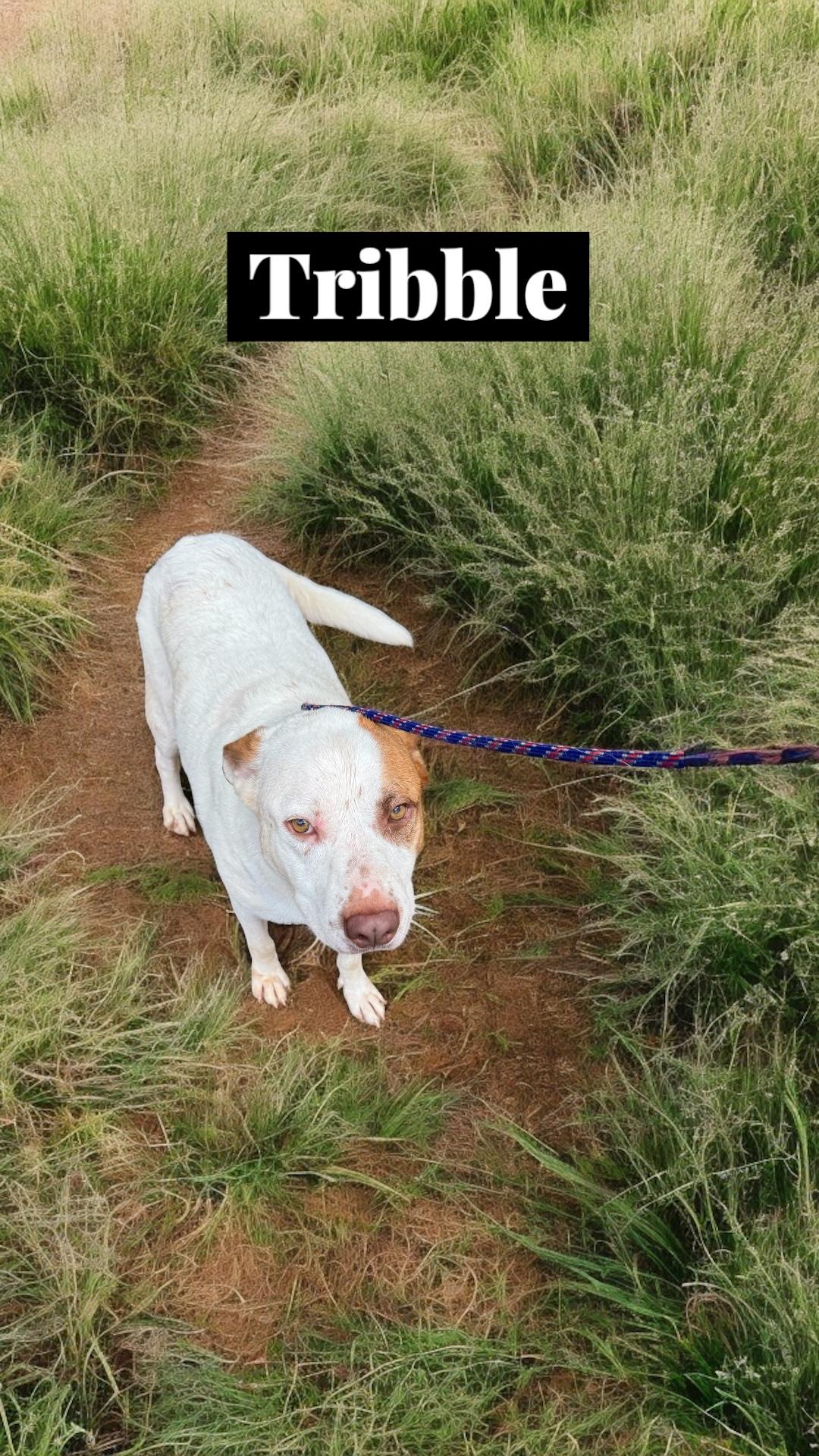 Tribble was surrendered for unknown reasons He was set to be euthanized on the day the we was rescu