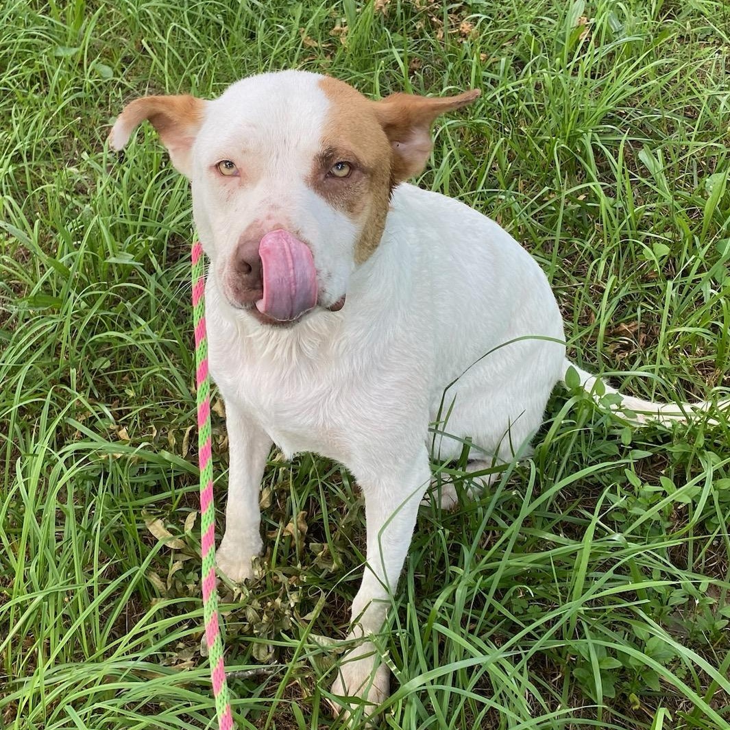 Tribble, adoptable, Adult Male German Shepherd Dog & Pit Bull Terrier.