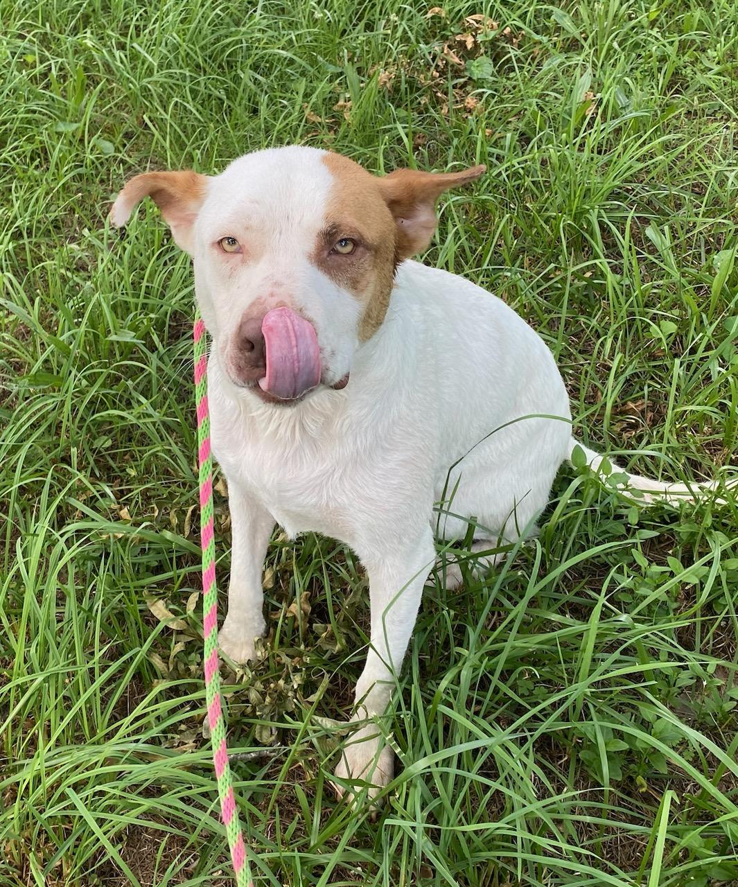 Tribble, a Adoptable mixed breed in Cumming, GA image 2/6