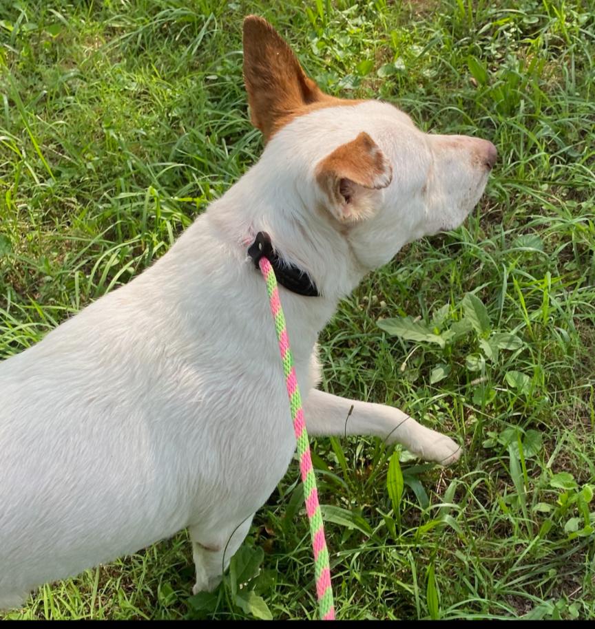 Tribble, a Adoptable mixed breed in Cumming, GA image 3/6