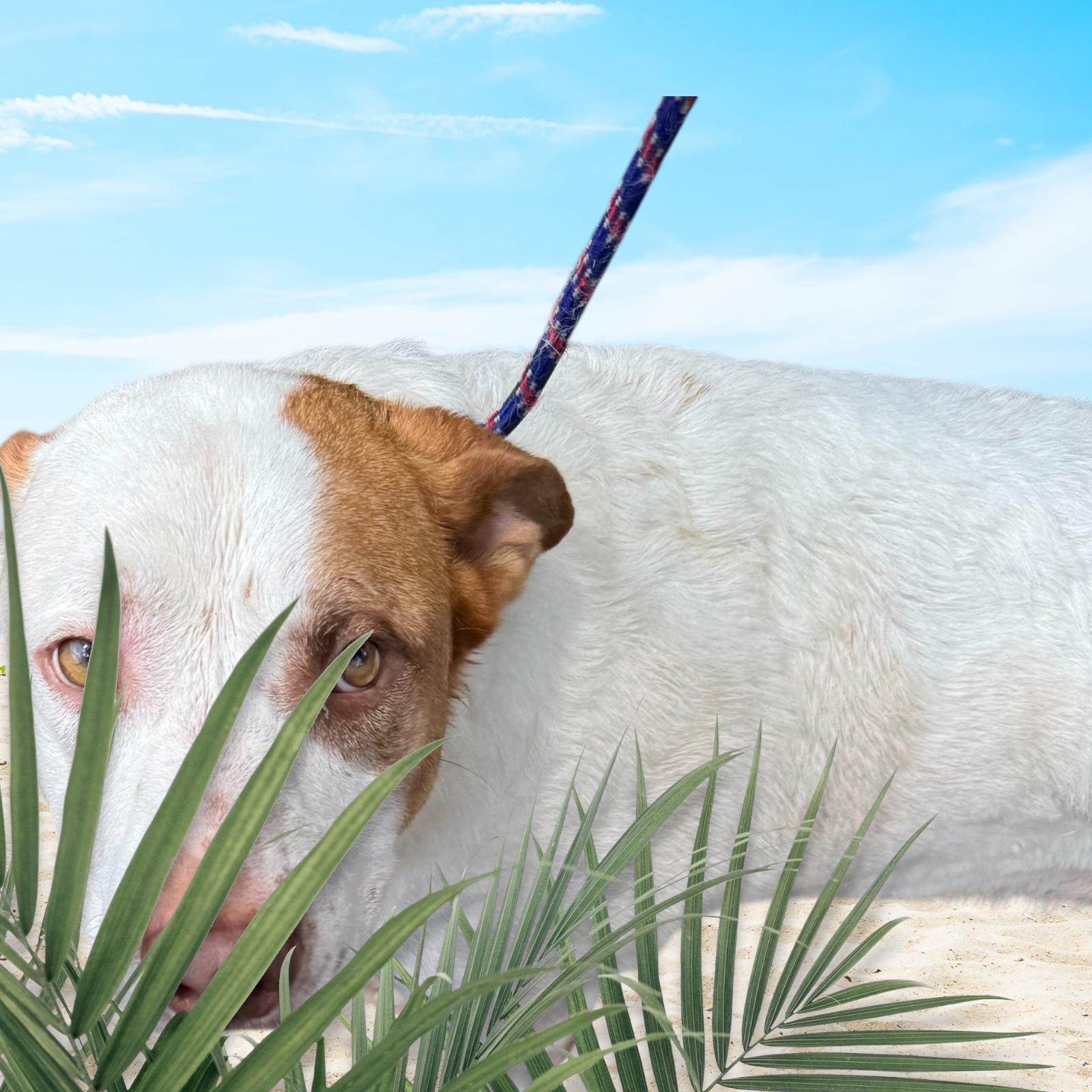 Tribble, a Adoptable mixed breed in Cumming, GA image 4/6