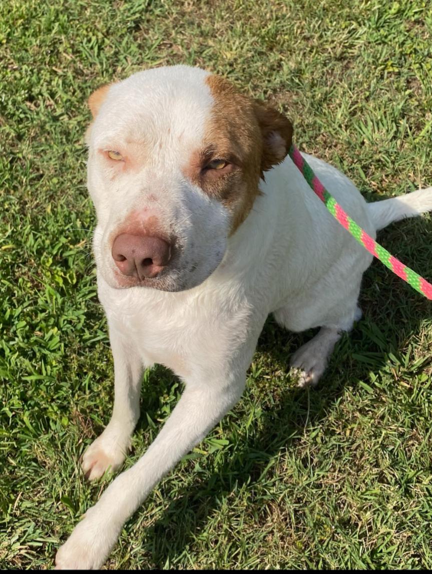 Tribble, a Adoptable mixed breed in Cumming, GA image 6/6